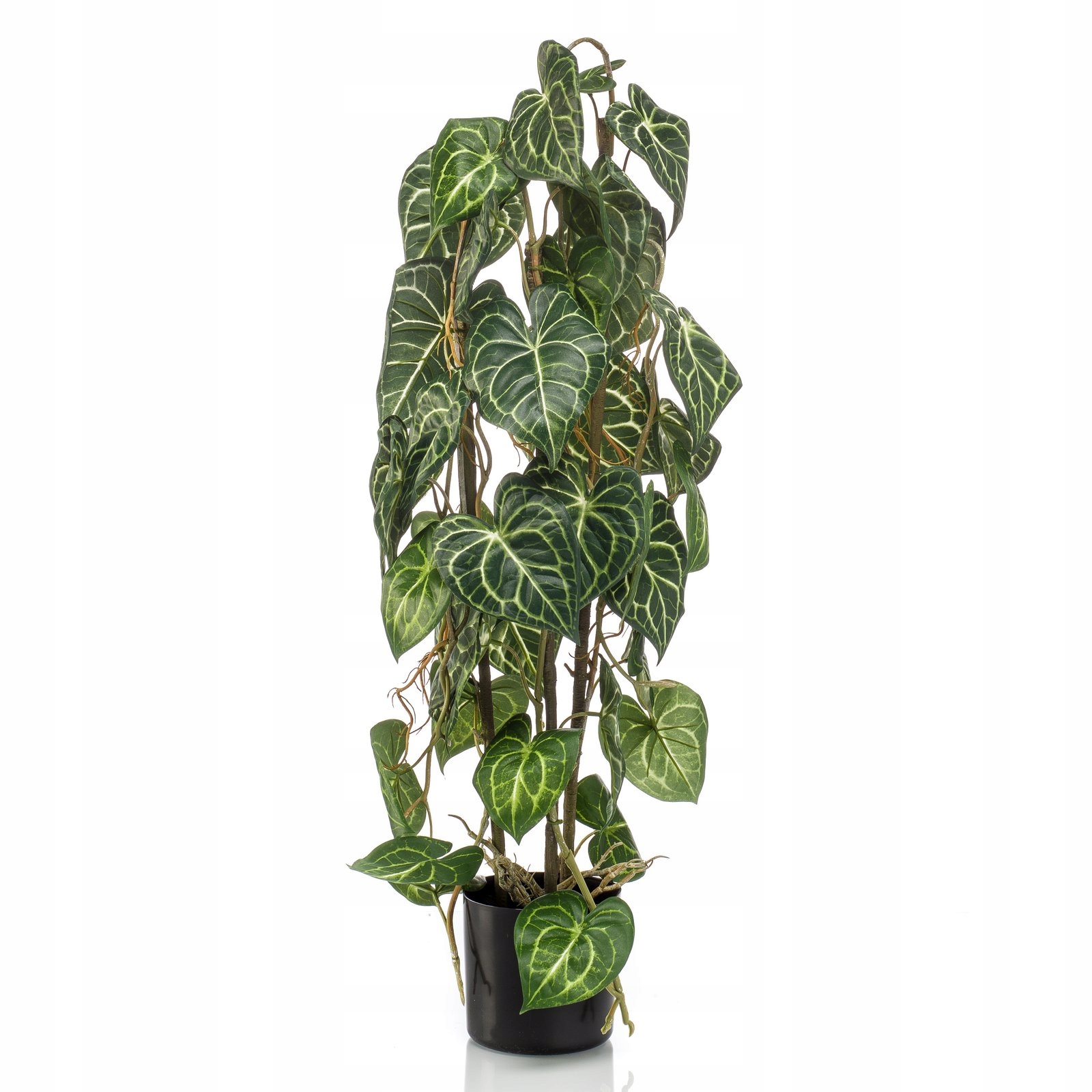 

gęste pnącze na pniach Anturium 80 cm Anthurium