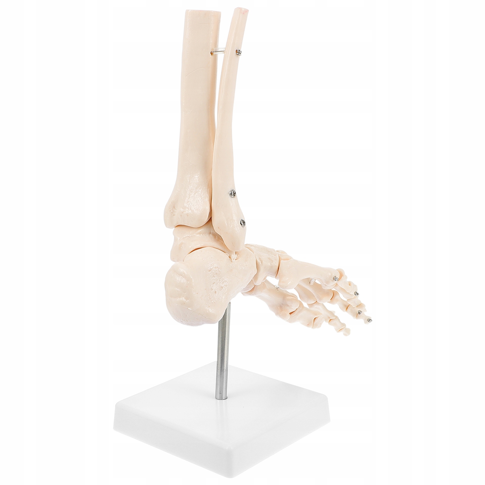 1 Szt. Model Stawu Stopy Model Szkieletu Człowieka Model Kostki Kości Ludzkiej Stopy