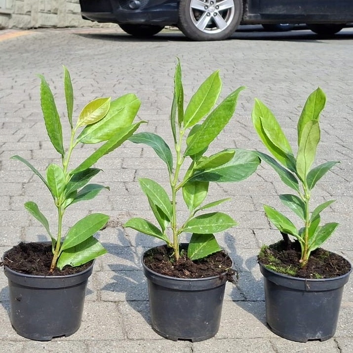 LAUROWIŚNIA WSCHODNIA ROTUNDIFOLIA W DONICY P9 PRUNUS DO 20 CM