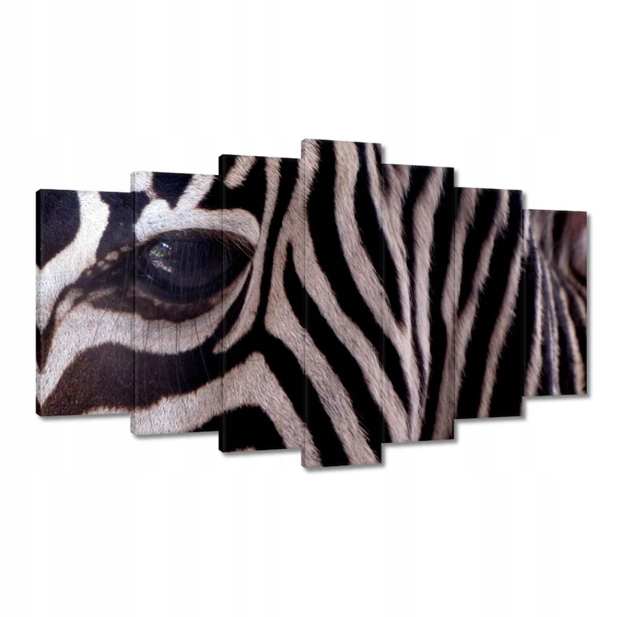 Obrazy 140x80 Makro fotografie zebra