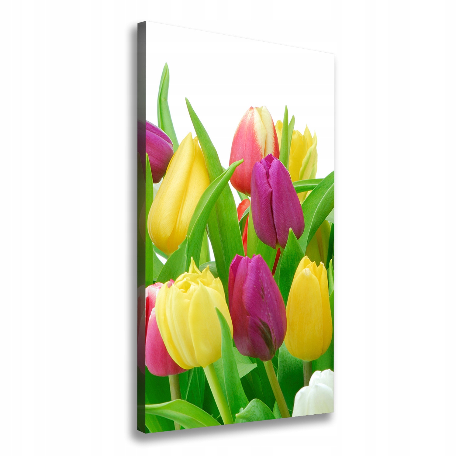 Fotoobraz obraz na plátně Barevné tulipány 60x120 cm