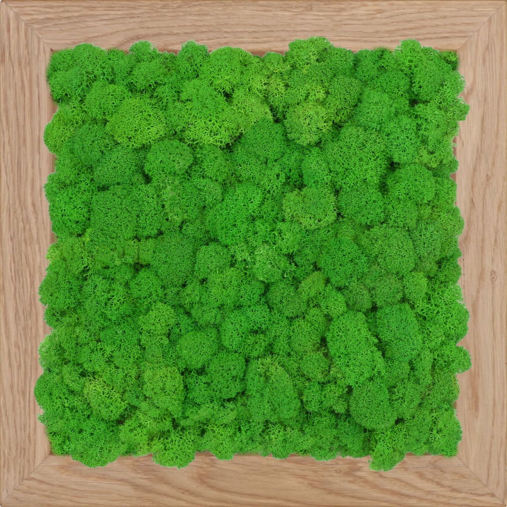 

Obraz dębowy chrobotek jasnozielony 30x30cm