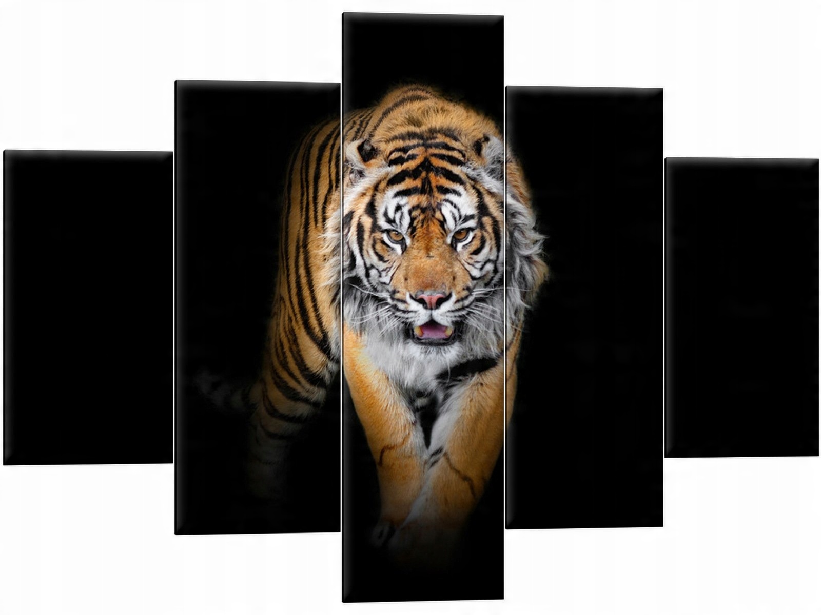 

Obraz Tygrys Tryptyk Obrazy 150x105 Piękny Tiger