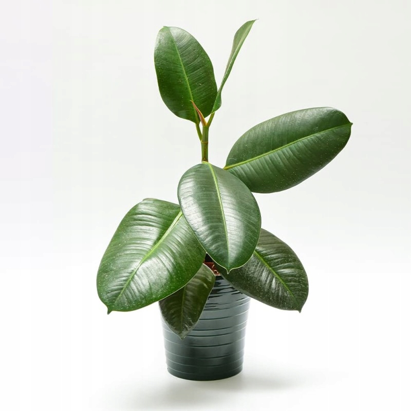 Osłonka Ceramiczna Rings Rodzaj osłonka