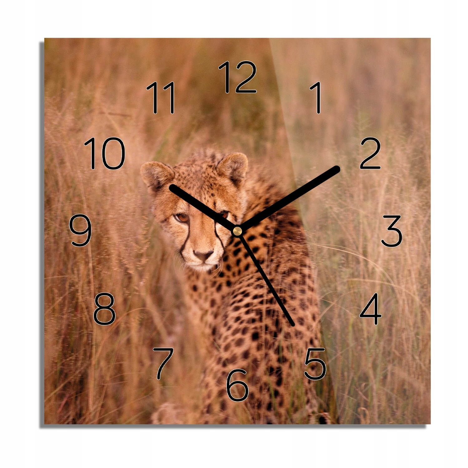 

Gepard trawa natura zegar szklany do pokoju 30x30