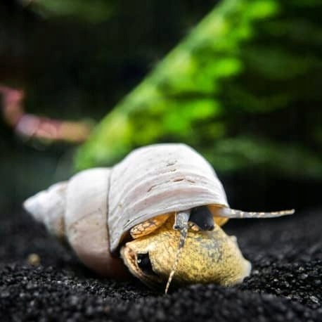 Ślimak Biały Filoppaludina sumatrensis White