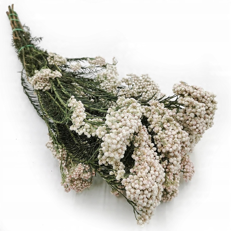 

Ozothamnus Diosmi Biały Rośliny Stabilizowane