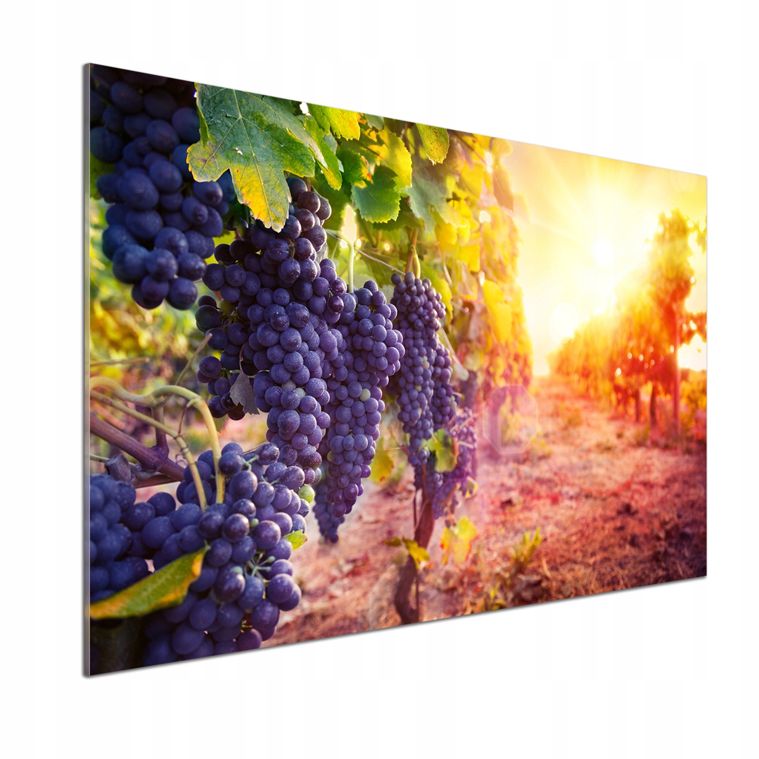 Panel medzi nábytkom v kuchyni Vinič 100x70 Lepidlo