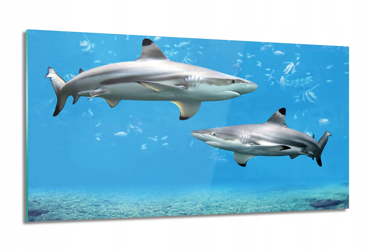 

Rekiny ocean rybki Obraz szklany do kuchni 100x60