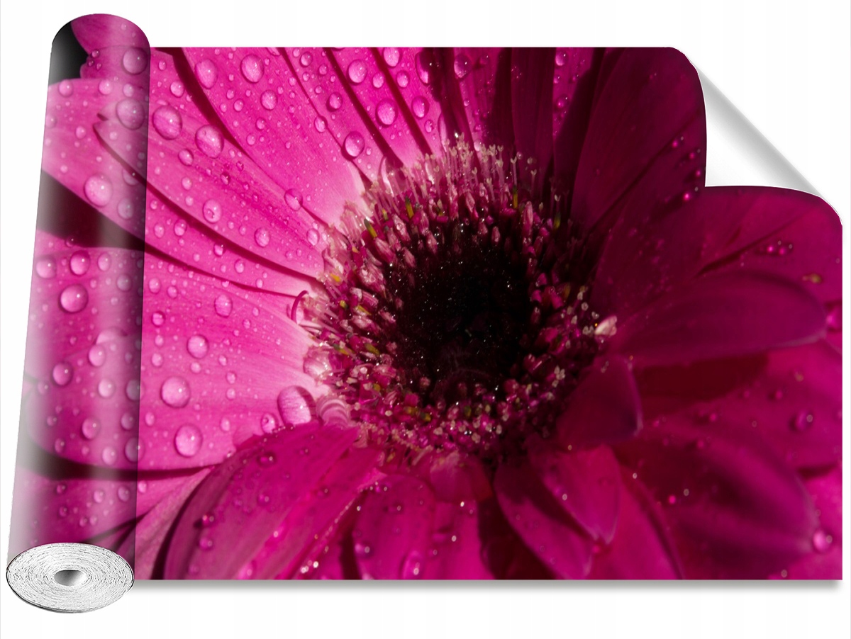 

Tapeta Samoprzylepna Gerbera Fioletowy - 416x254