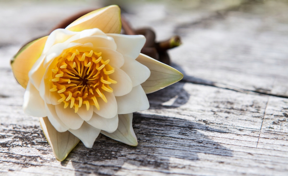 

Tapeta flizelinowa Lilia wodna 416x254