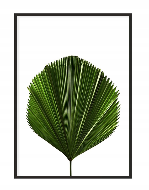 

Obraz Plakat W Ramie 43x33 cm Liść P1150