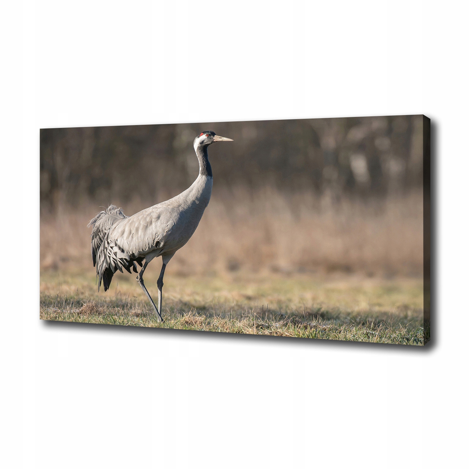 

Duży foto obraz na ścianę canvas Żuraw 100x50 cm