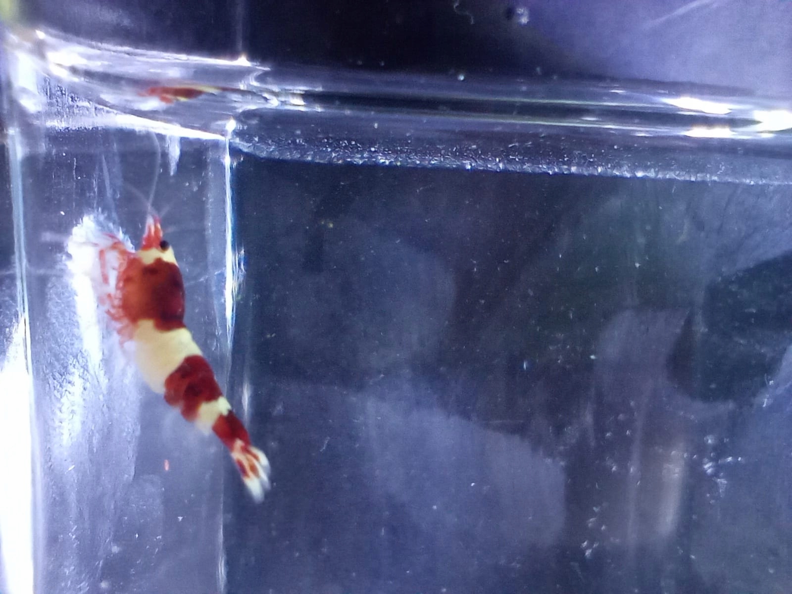 Krewetki Caridina Taiwan Wine Red