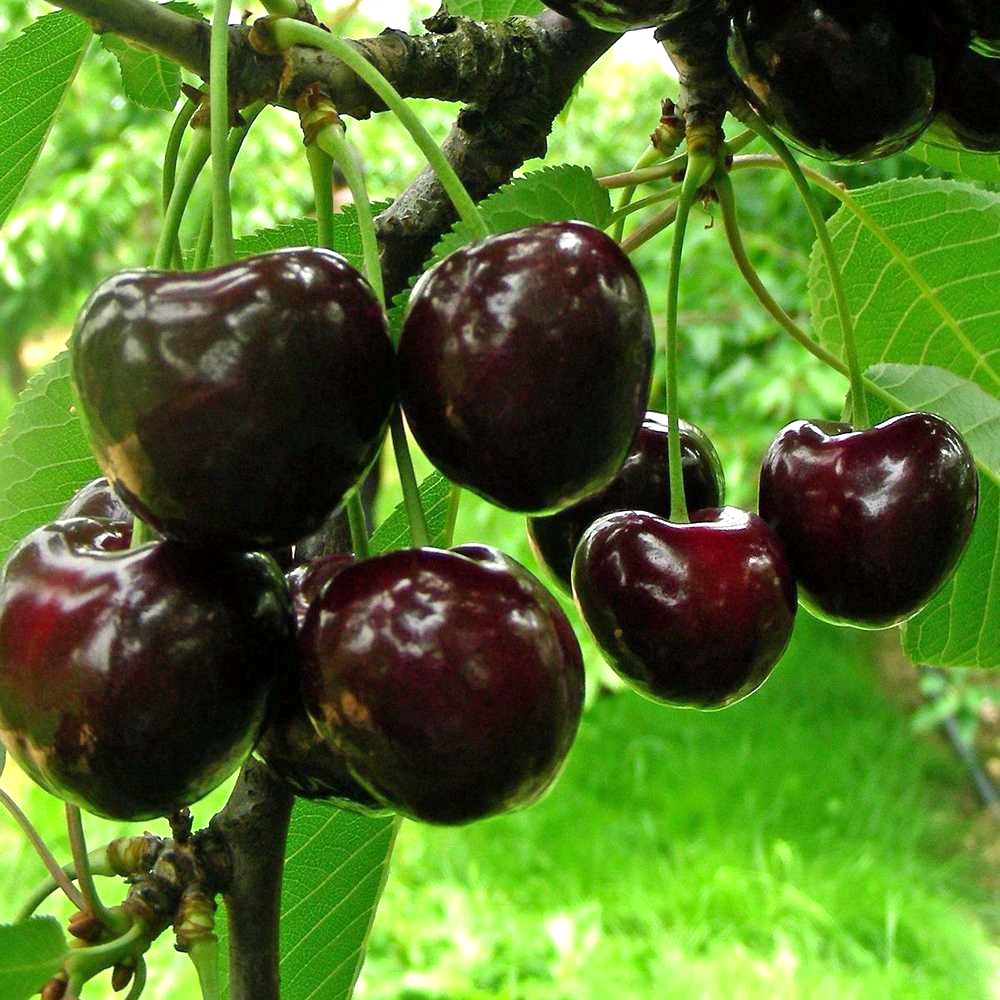 BURLAT CHERRY RANO CIJENJENA SLATKA SORTA Proizvođač ostalo