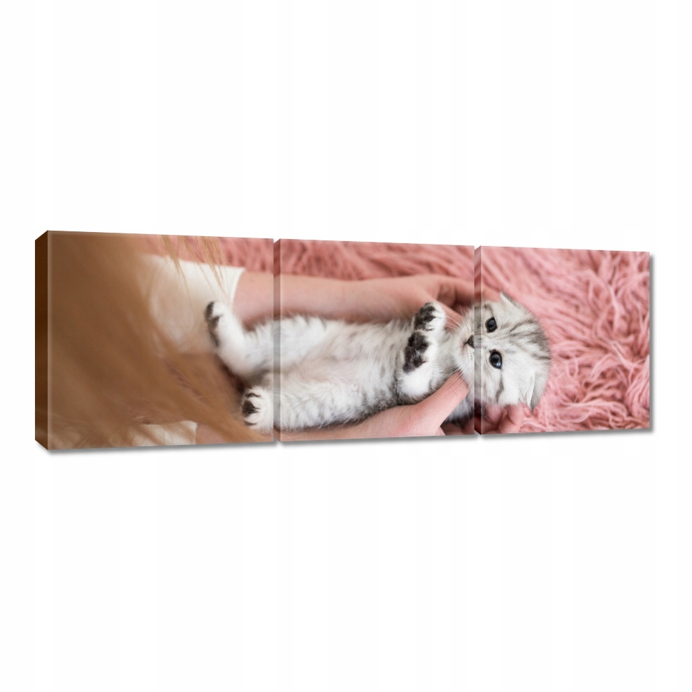 

Obrazy 60x20 Kot Kotek Kotki Koty