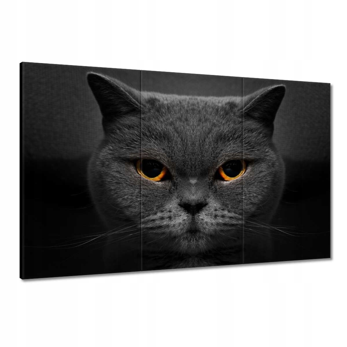 Obrazy 120x80 Vznešená kočka