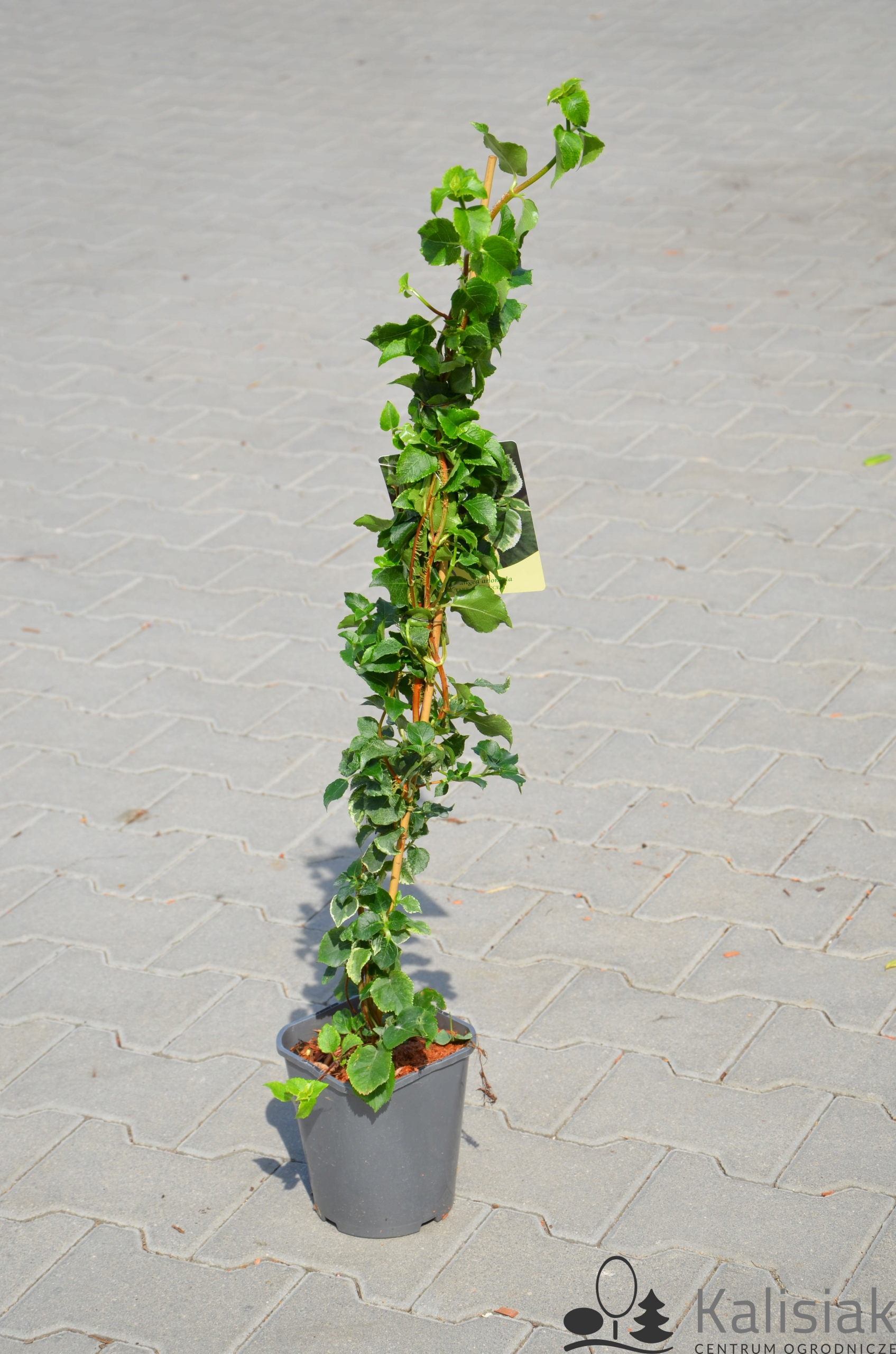 Hydrangea anomala 'Take a Chance' Hortensja pnąca 40-50 cm 2L