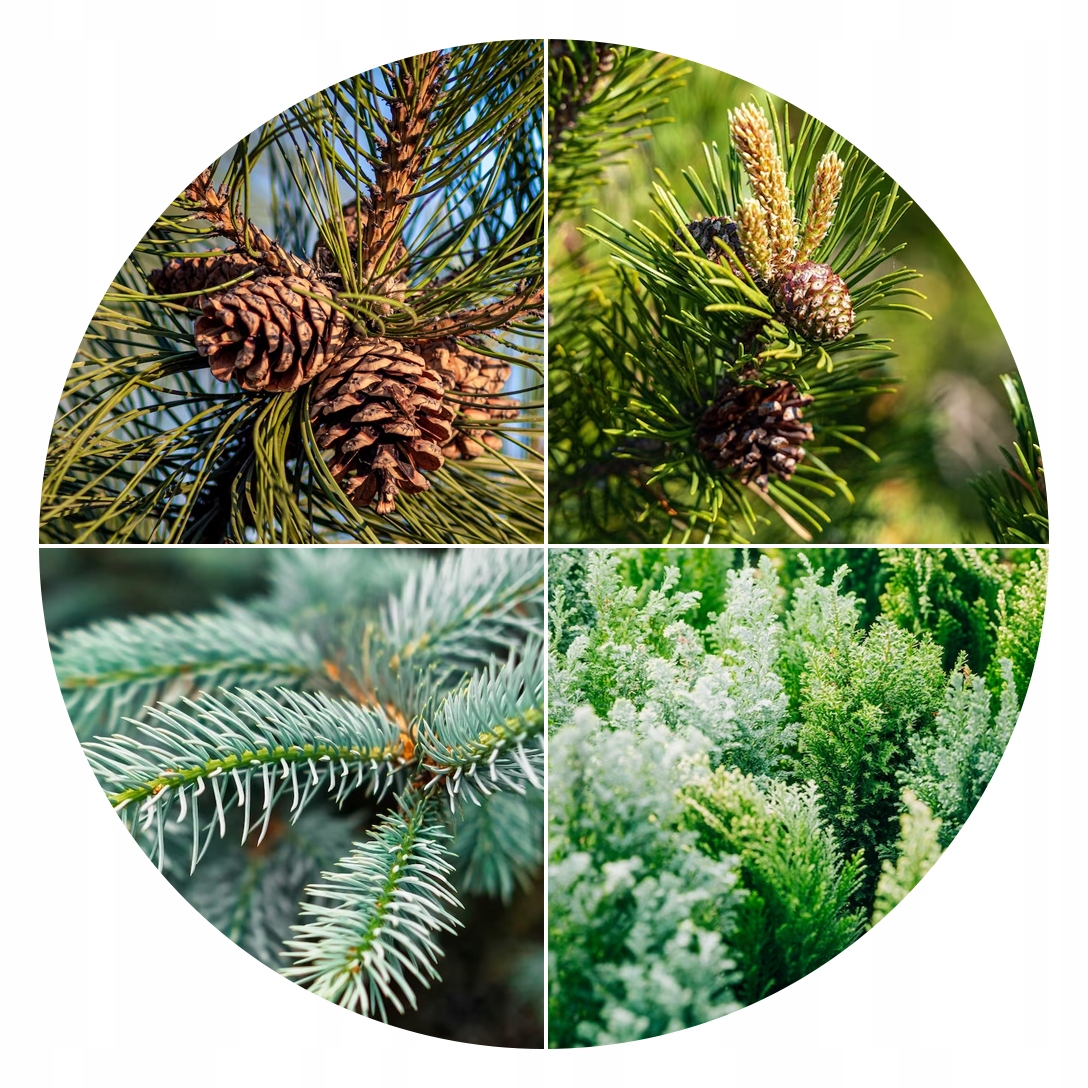 NAWÓZ JESIENNY POD IGLAKI TUJE TUI TUJA 10KG SIARKOPOL GRANULAT EAN (GTIN) 5905548692968