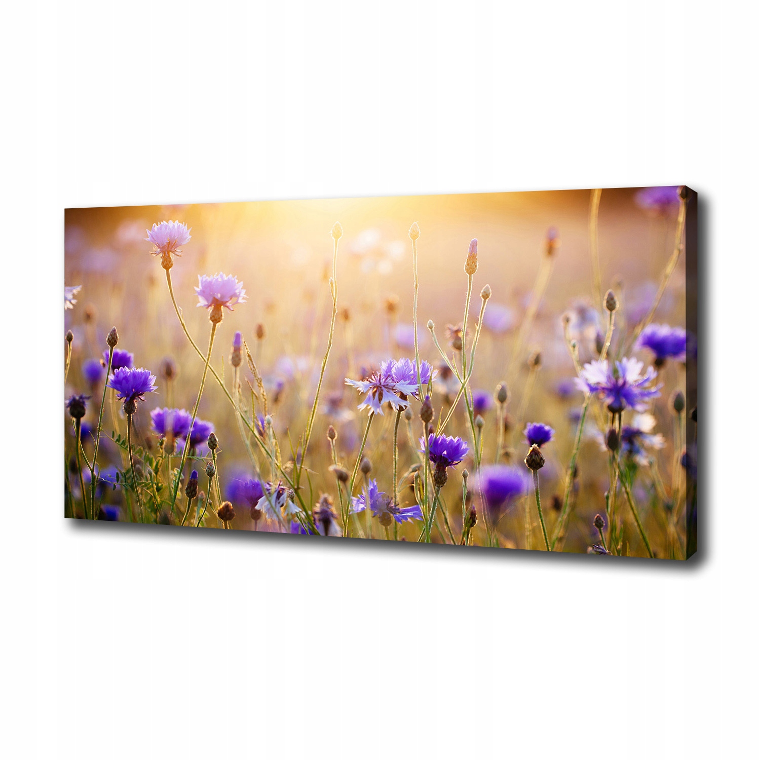 

Duży foto obraz na płótnie Polne kwiaty 100x50 cm