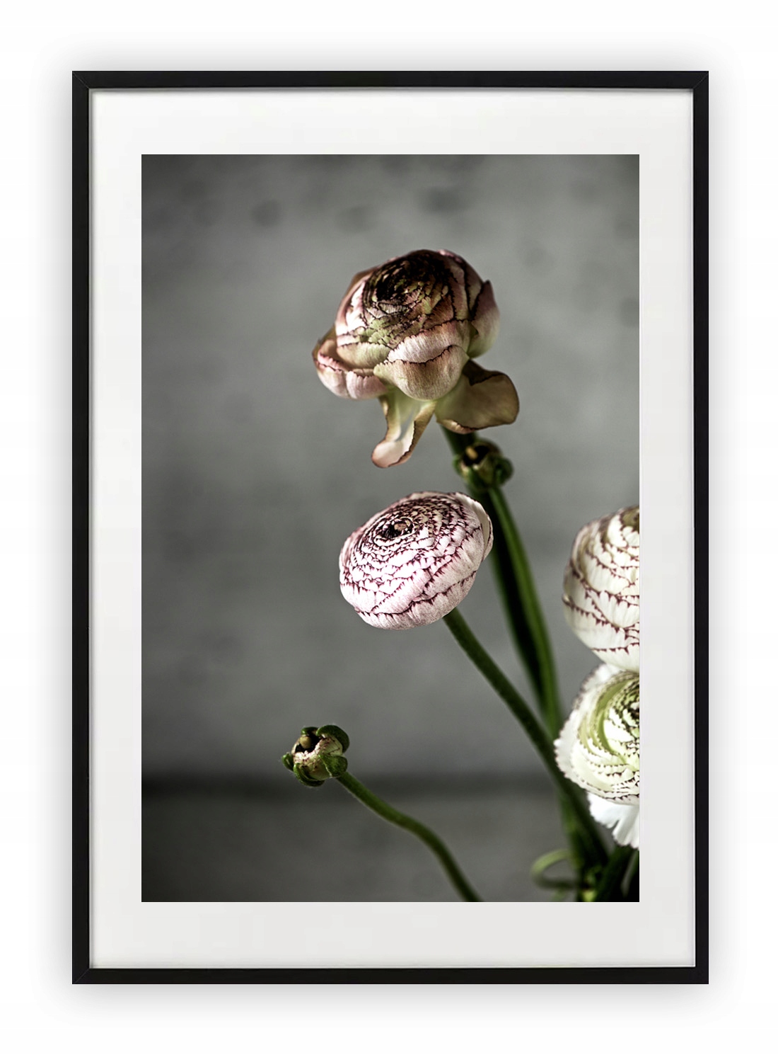 

Plakat 18x24 cm Roślina Kwiat Natura Floral