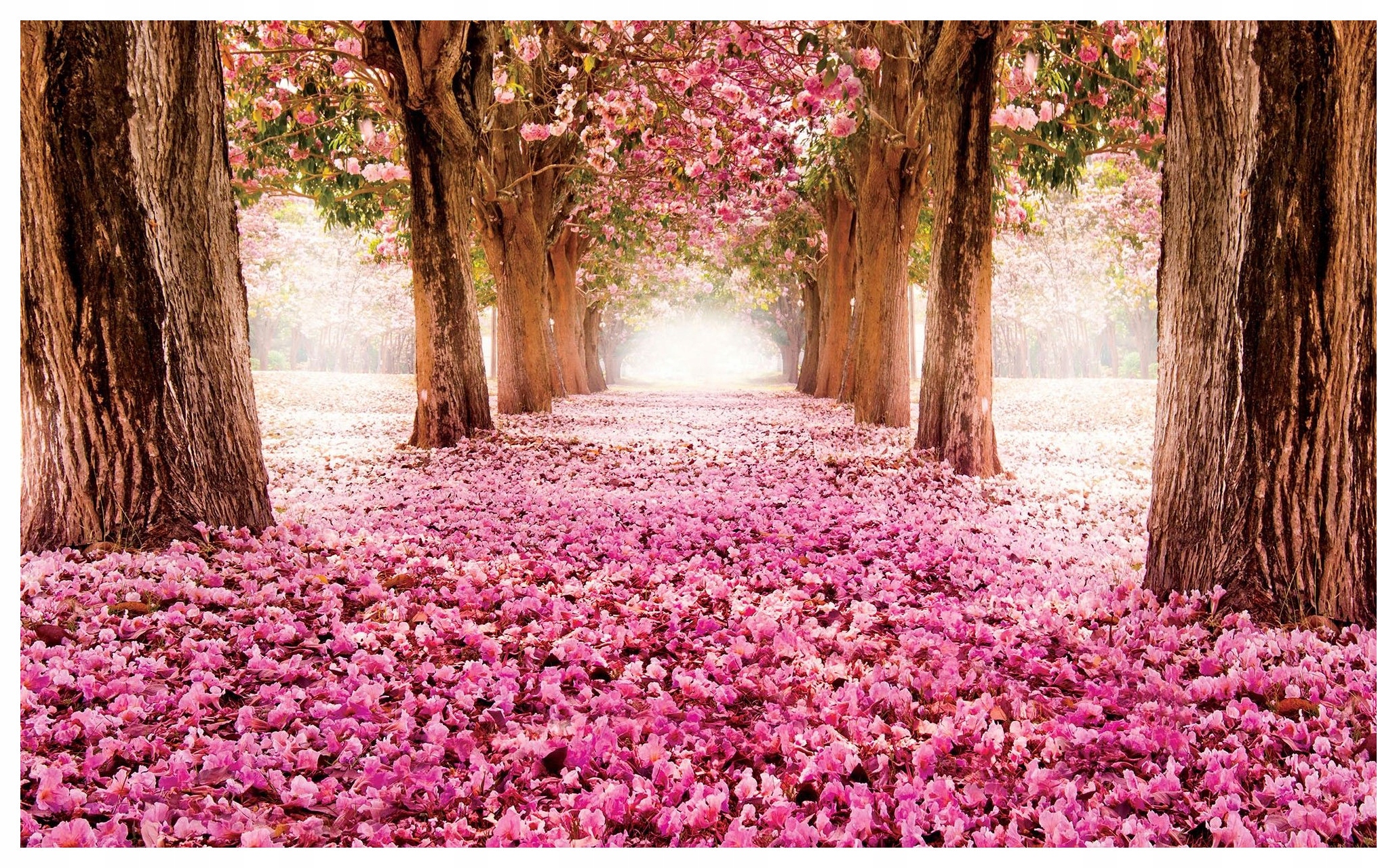 Fototapeta Růžová alej květů stromů Romantické jaro 312x219 lepidlo