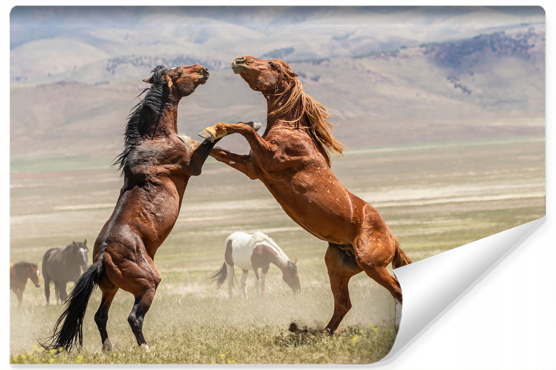 Dekorativní fototapeta Pastvina Koně 3D vzor 360x240