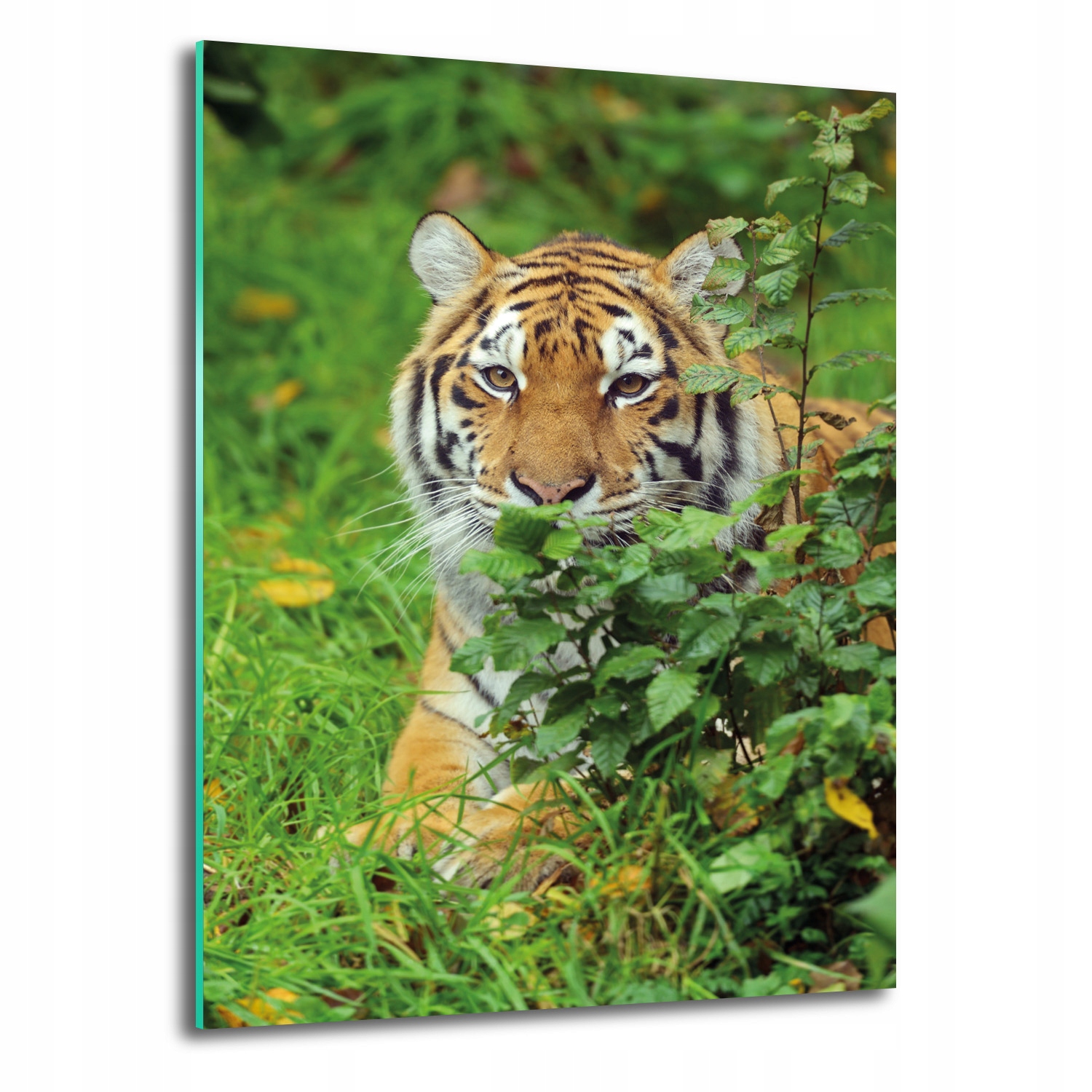 Nástenný obraz na skle Tiger krík tráva 70x100
