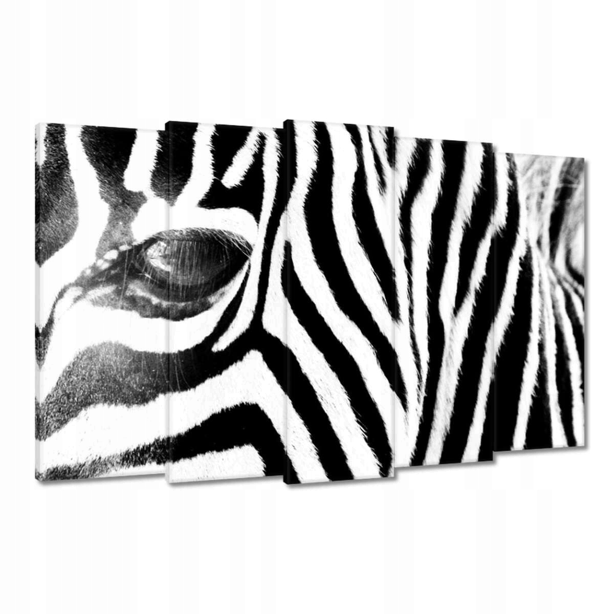Obrazy 150x95 Zebra Pruhy