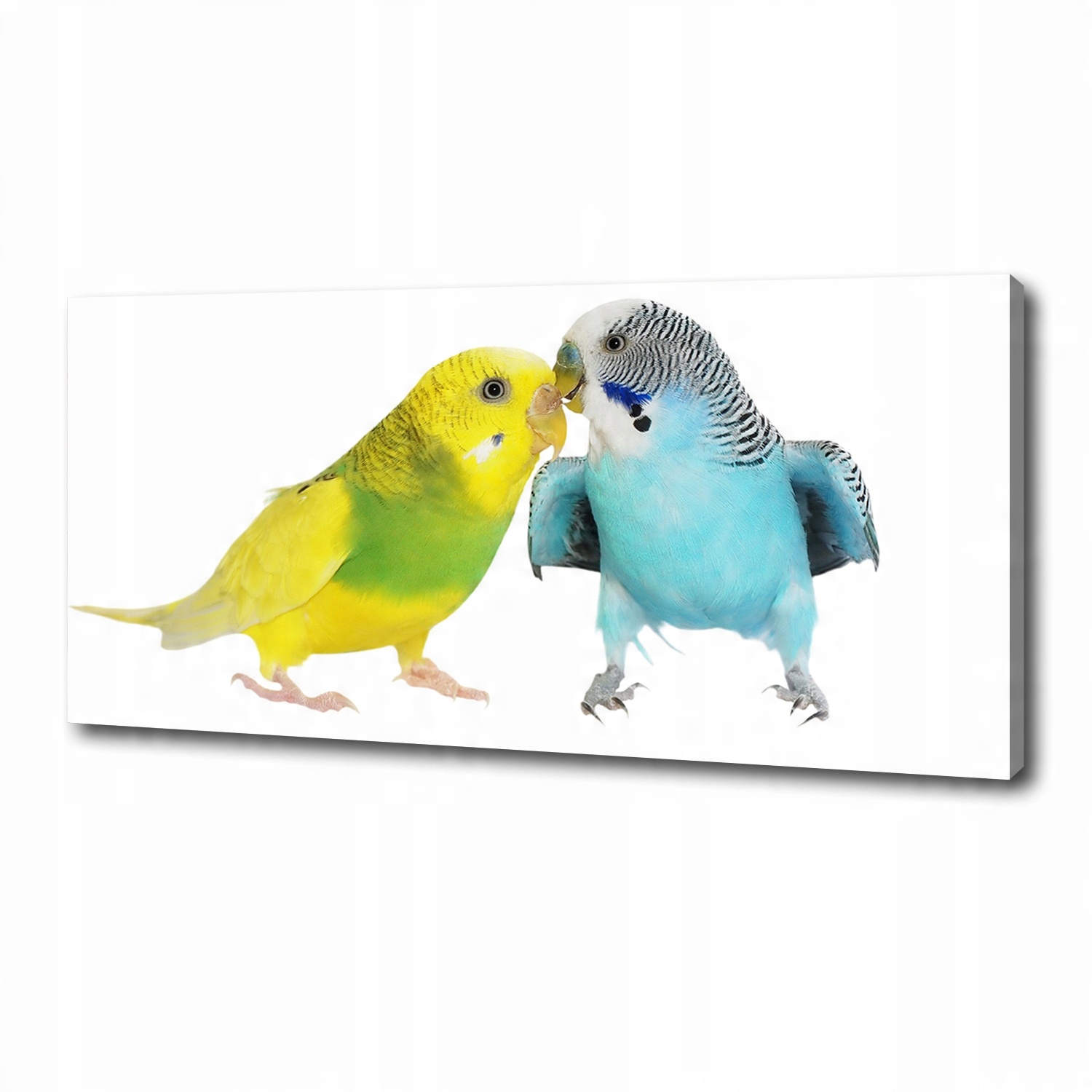 

Foto obraz na płótnie Papużki faliste 125x50 cm