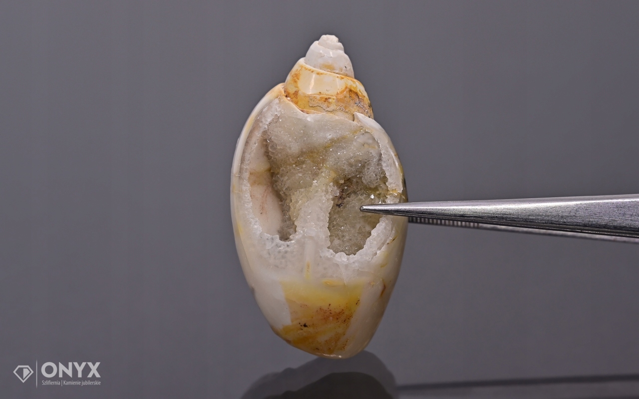 Hlemýžď zkamenělý nepravidelný 39x21 mm