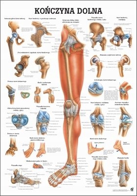 Tablica medyczna: Kończyna Dolna (100 x 70 cm Pl) Rüdiger-Anatomie