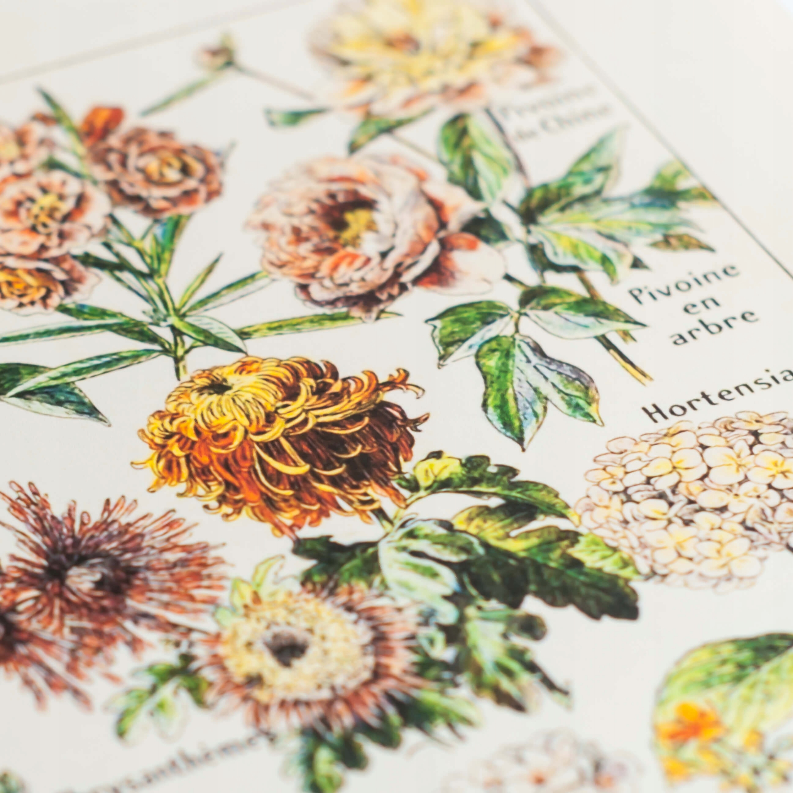 Plakat Vintage Kwiaty - Fleurs A2 Nazwa Plakat Vintage Kwiaty - Fleurs A2