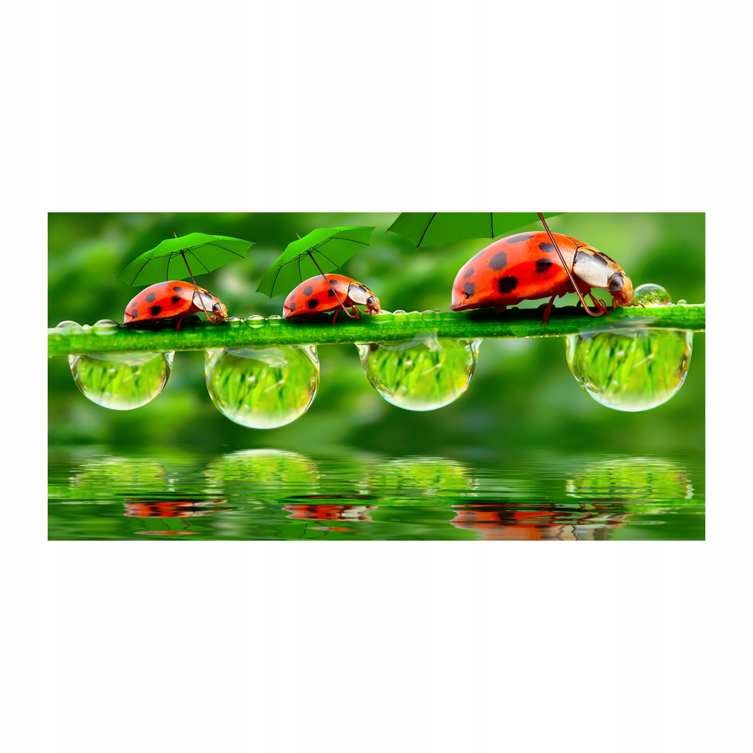 

Foto obraz szkło akryl Biedronki parasole 120X60cm