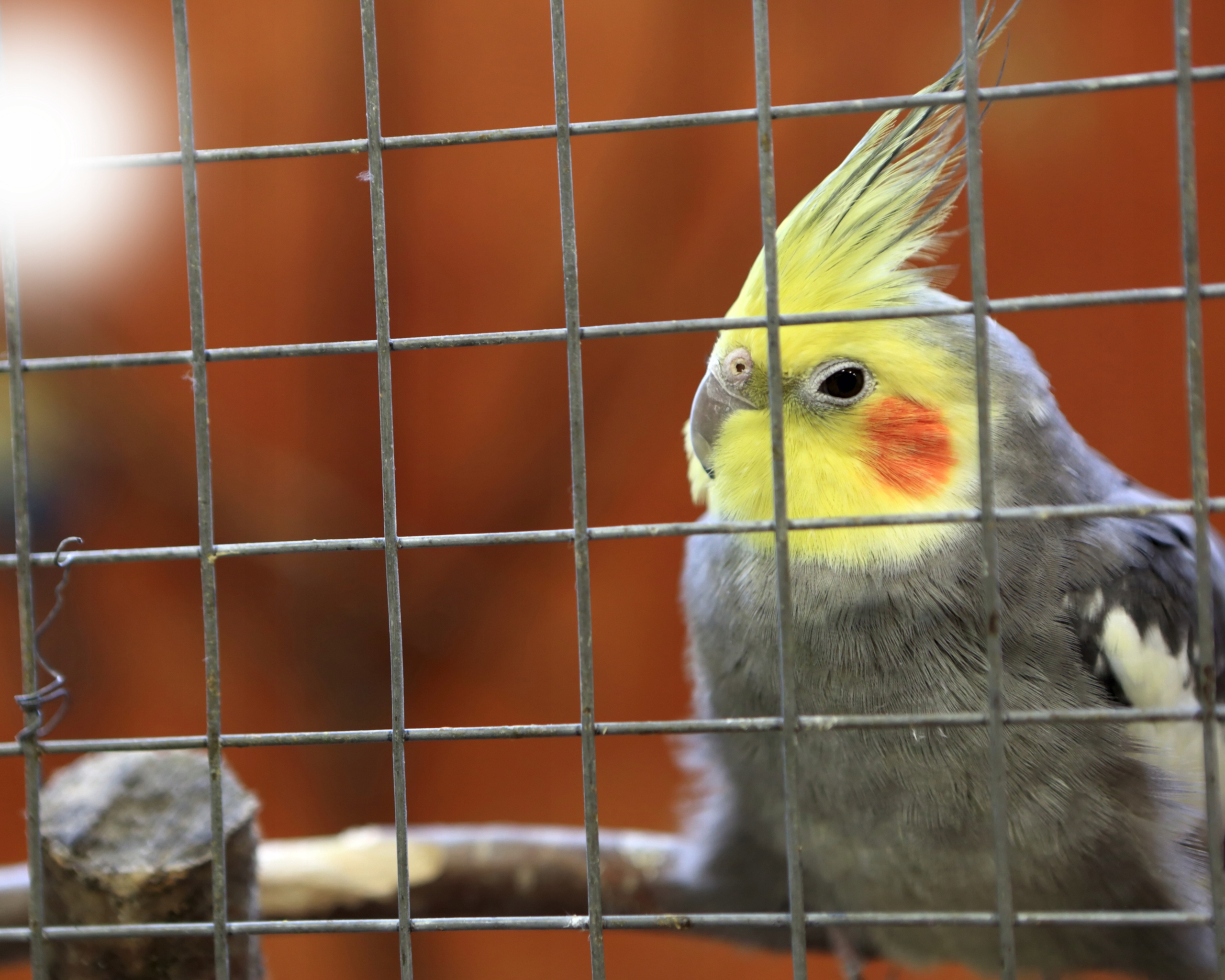 SIATKA ZGRZEWANA OCYNKOWANA 19x19mm / 1M ROLKA 5M Wysokość 1 m