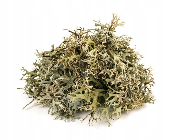 Equiherbs Zioła dla koni Porost Islandzki (płucnica Islandzka) 1 kg