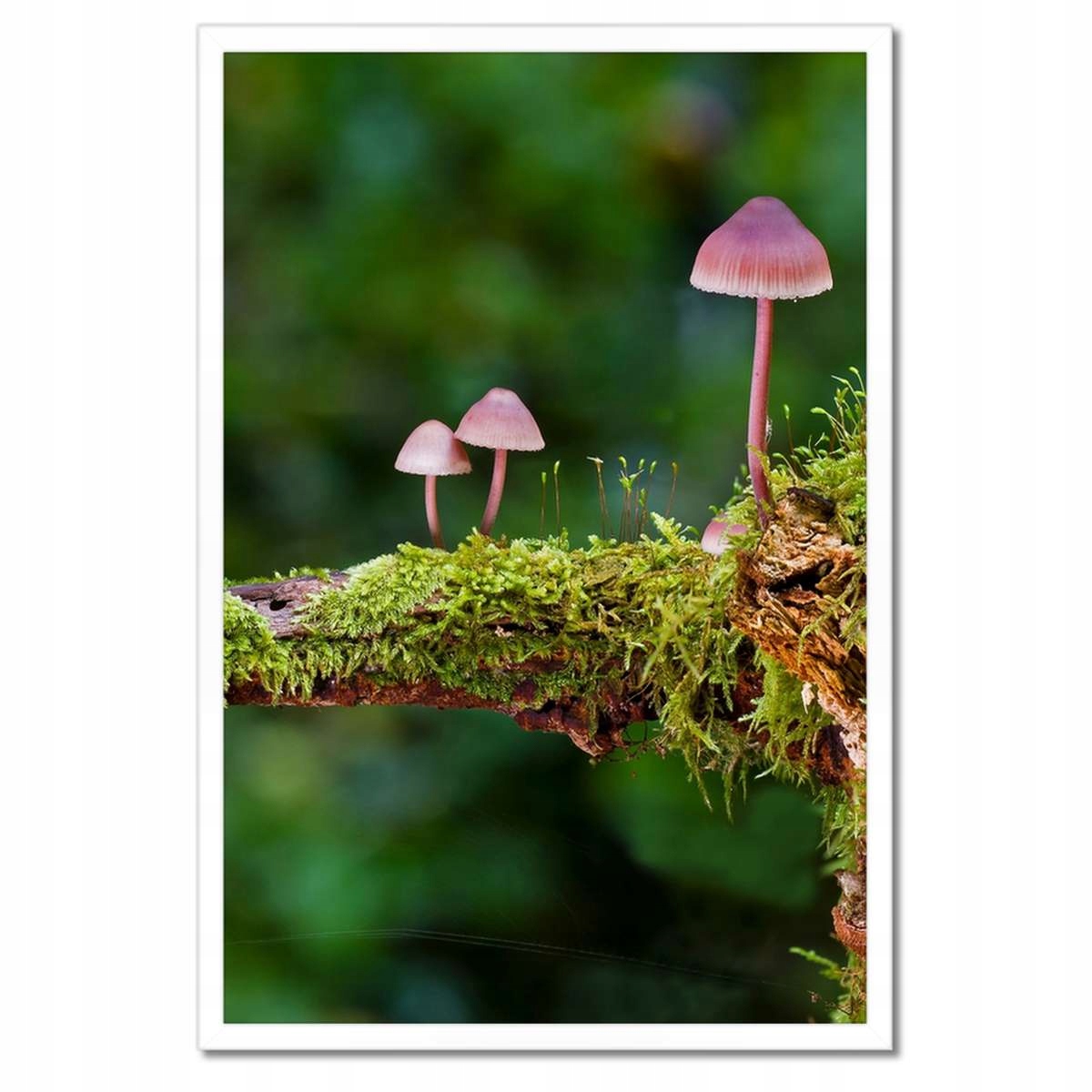 Plakáty v rámu 40x60 Houby na mechu Makro