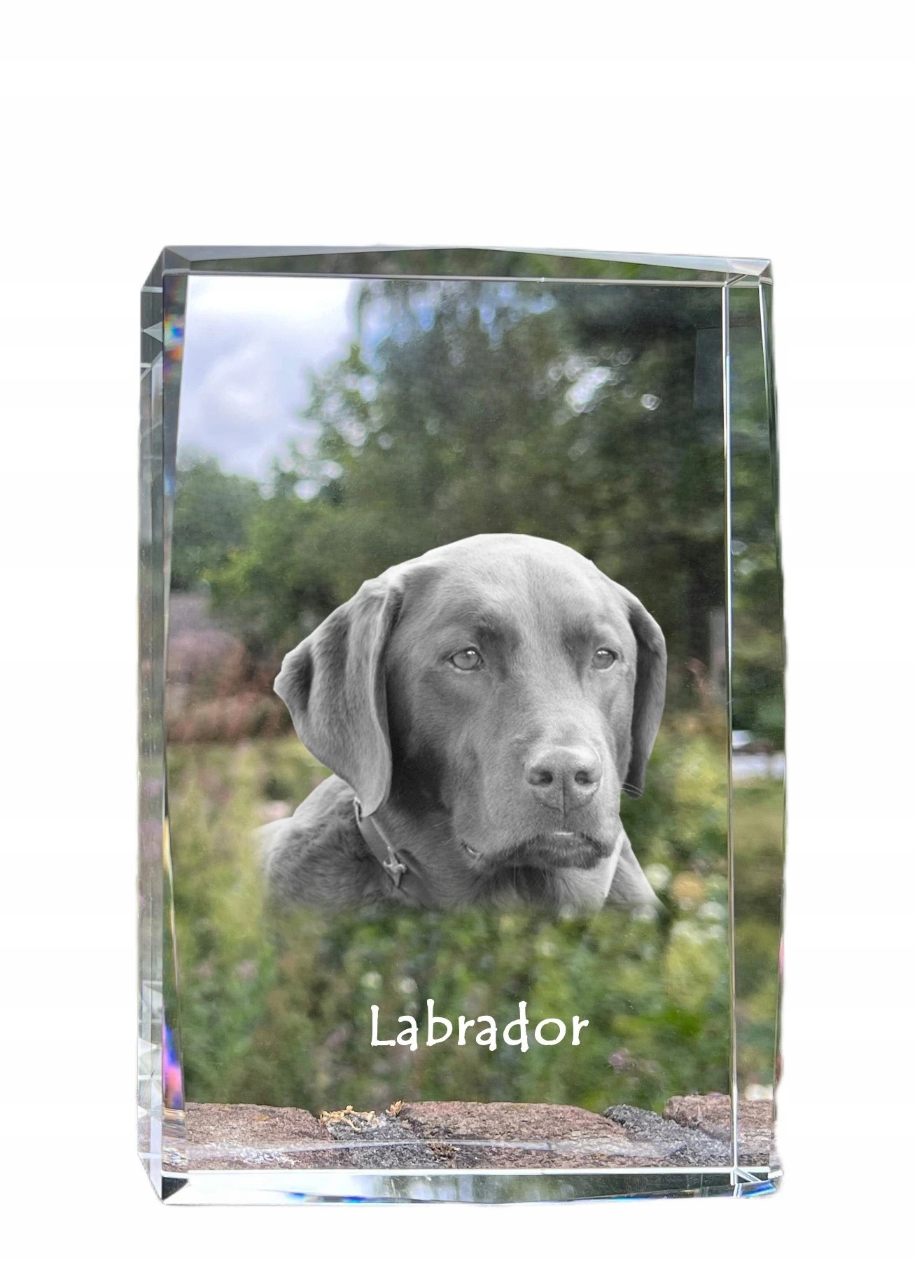 Labradorský retriever fotografia psa v kryštáli, suvenír, trofej poďakovanie