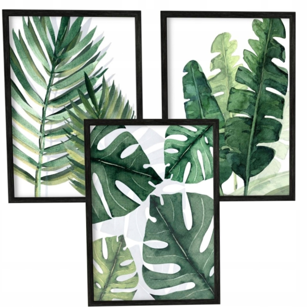 Zestaw 3 Plakaty Obrazy 60x90 Foto Obraz 90x60 Monstery Monstera Zieleń