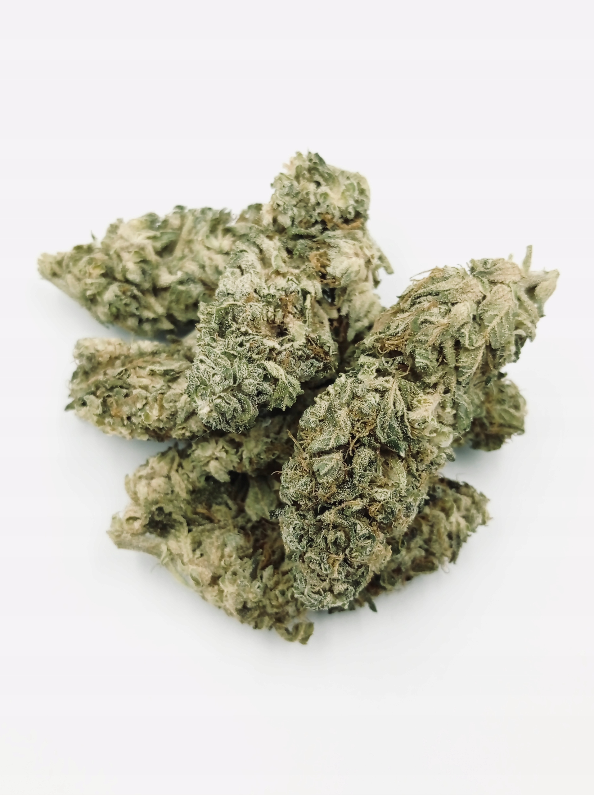 

Silver Cloud Greenhouse CBG~11% Susz Konopny 6G