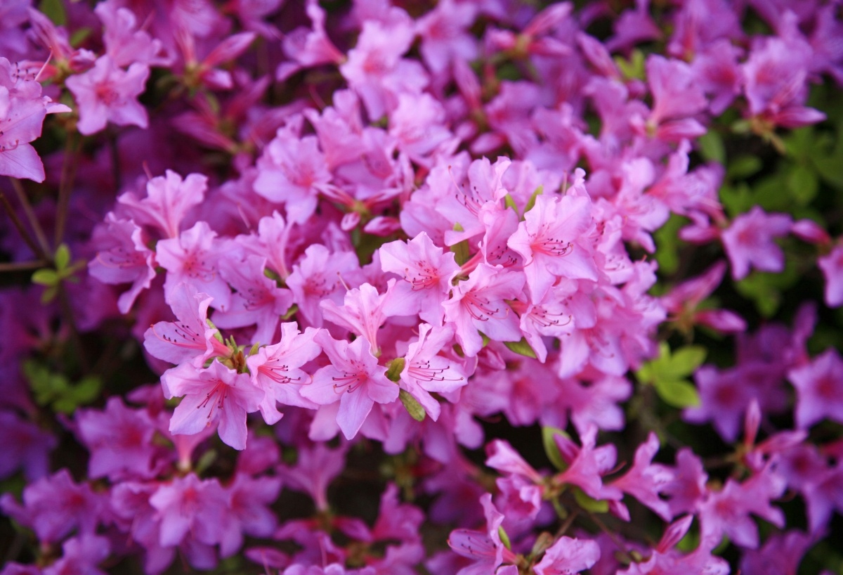 

Tapeta Flizelinowa Rododendron Różowy - 104x70