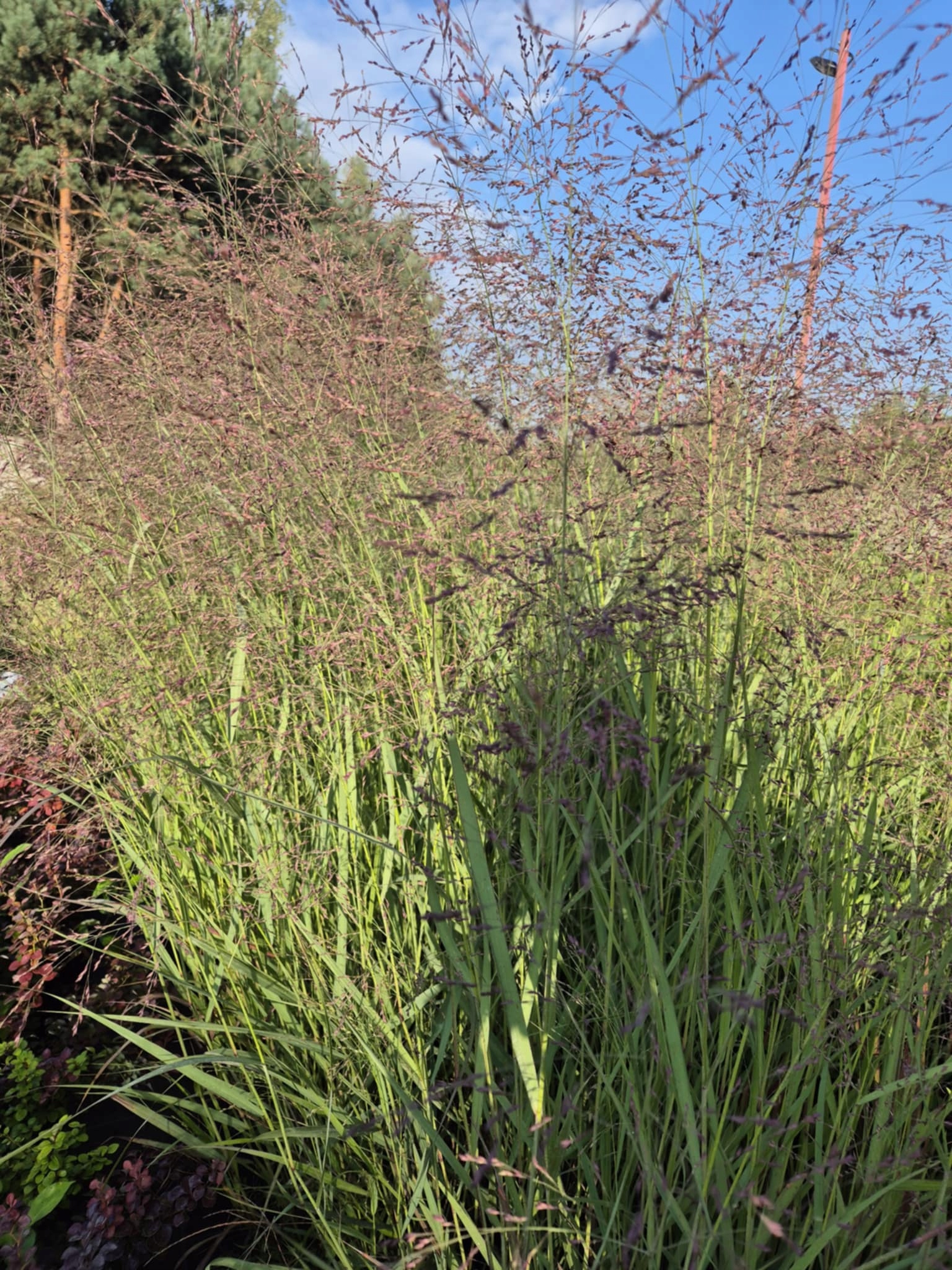 Proso rózgowate Warrior