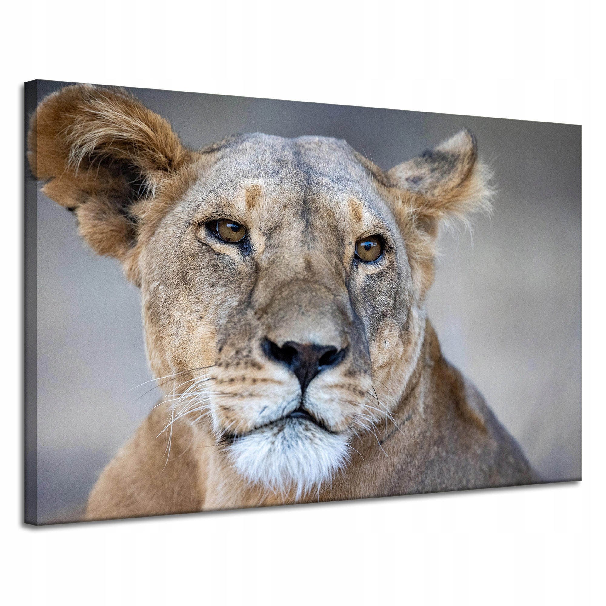 Obraz Canvas Zvířata Africký lev 120x80 cm