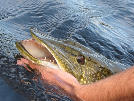 KAMATSU GŁÓWKA JIGOWA EXTRA -1 szt # 22 G HAK 3/0 Waga 22 g