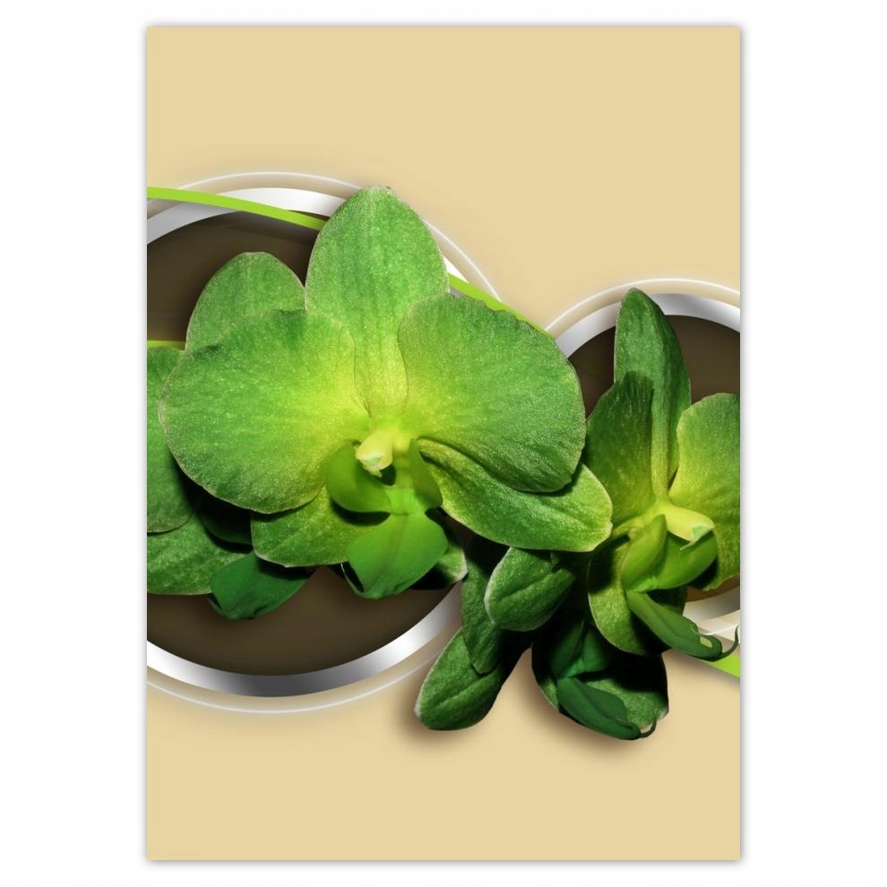 

Naklejki 50x70 Zielona orchidea