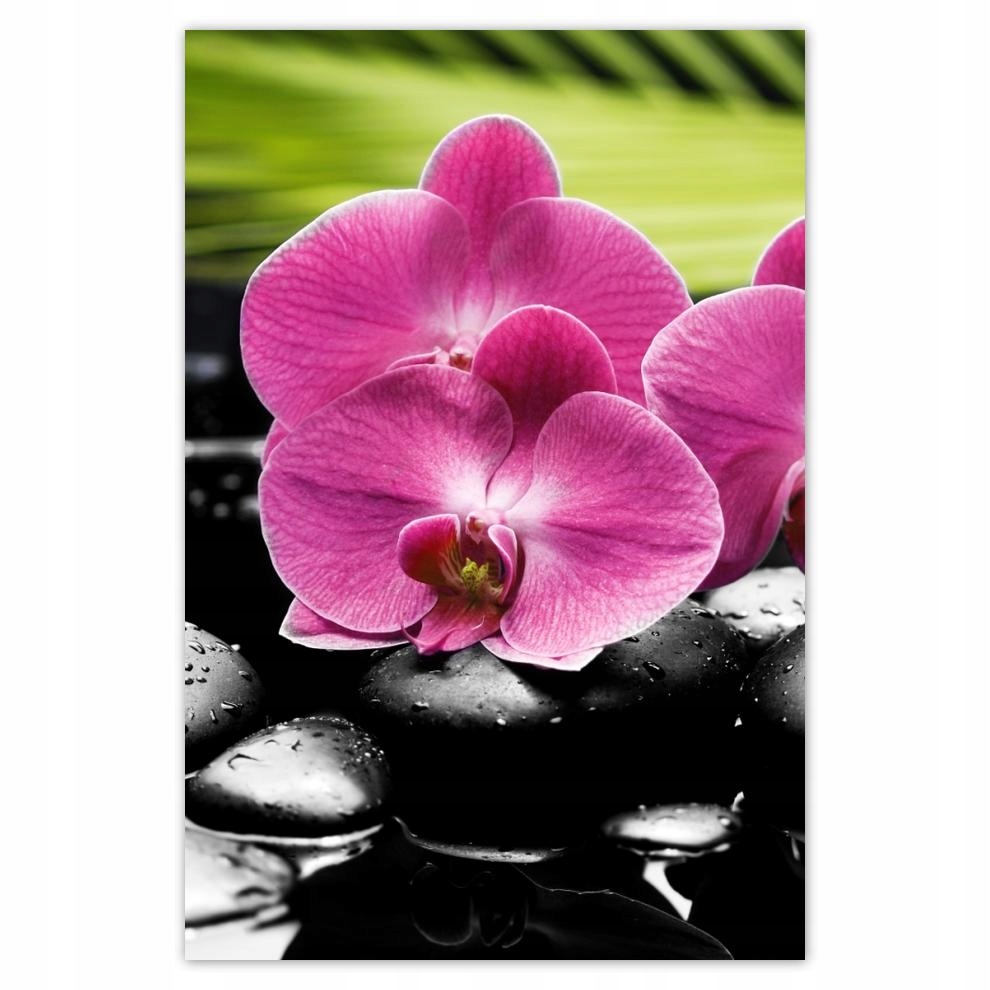 

Plakat 62x93 Spa Kamienie i oleandry