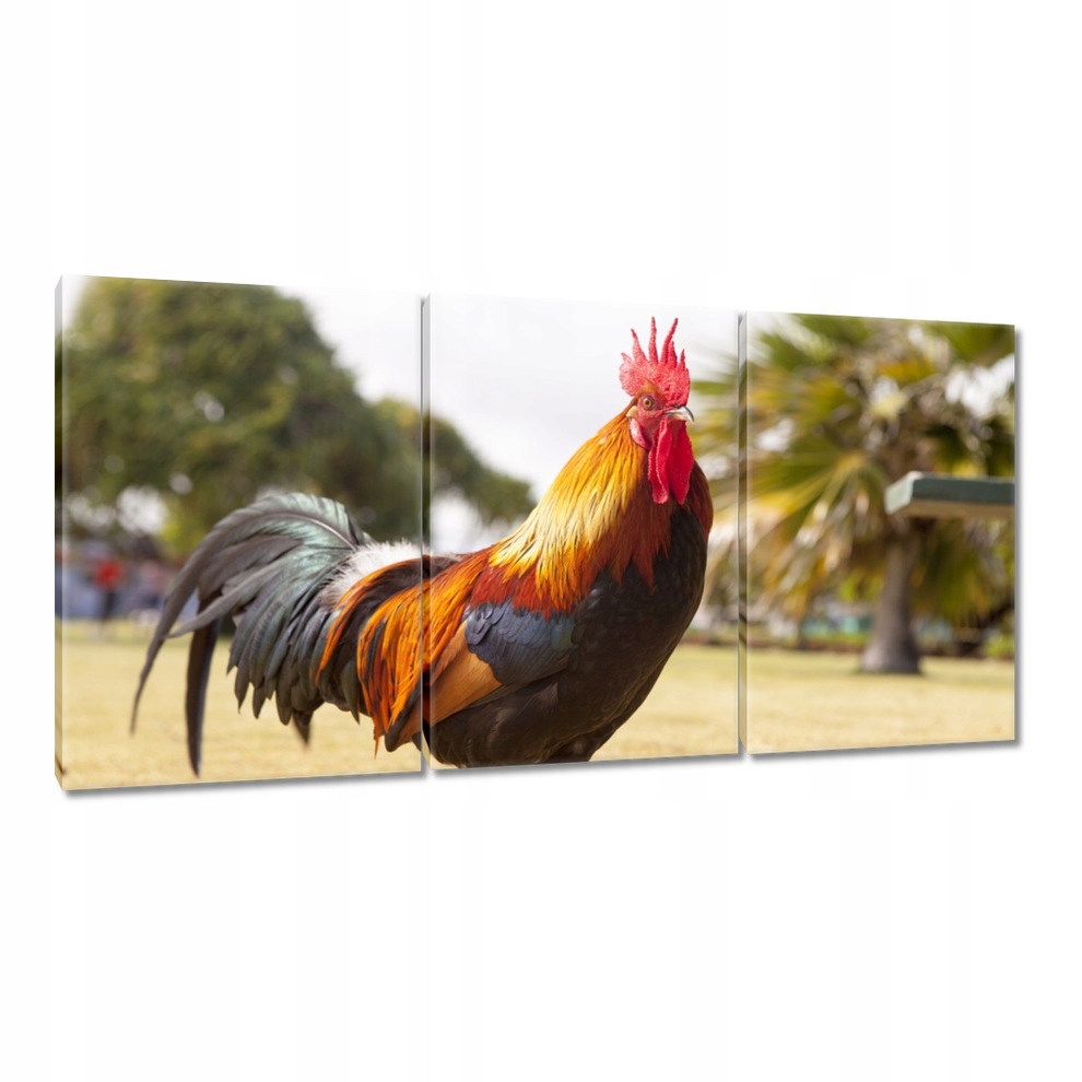 

Obrazy 120x60 Kogut