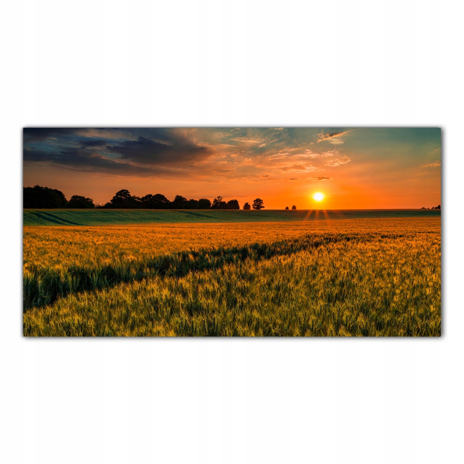 

Obraz na szkle Foto Pole Pszenicy Słońce 120x60