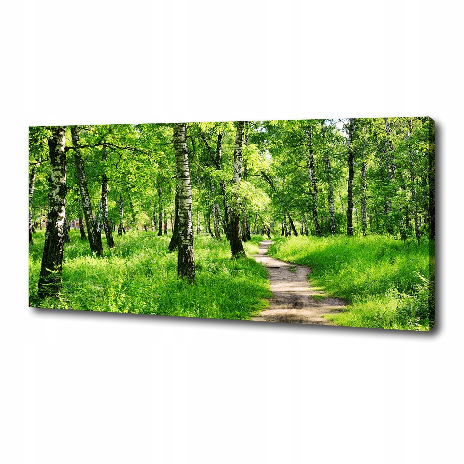 

Foto obraz duży na płótnie Brzozowy las 125x50 cm