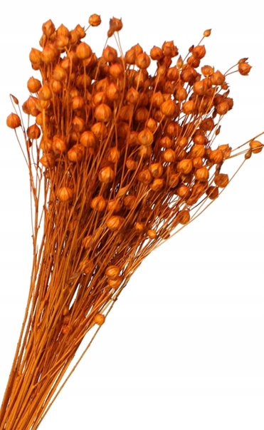 

Len Pomarańczowy Suszony Naturalny Susz Dekor Boho